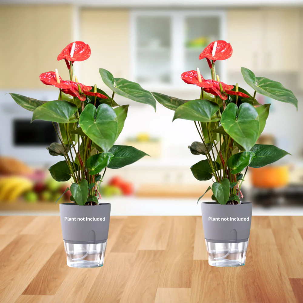 OrganicBazar Self Watering Pot Clear Plastic Decorative Garden Planters (Pack of 2) Without Plant - Image 8