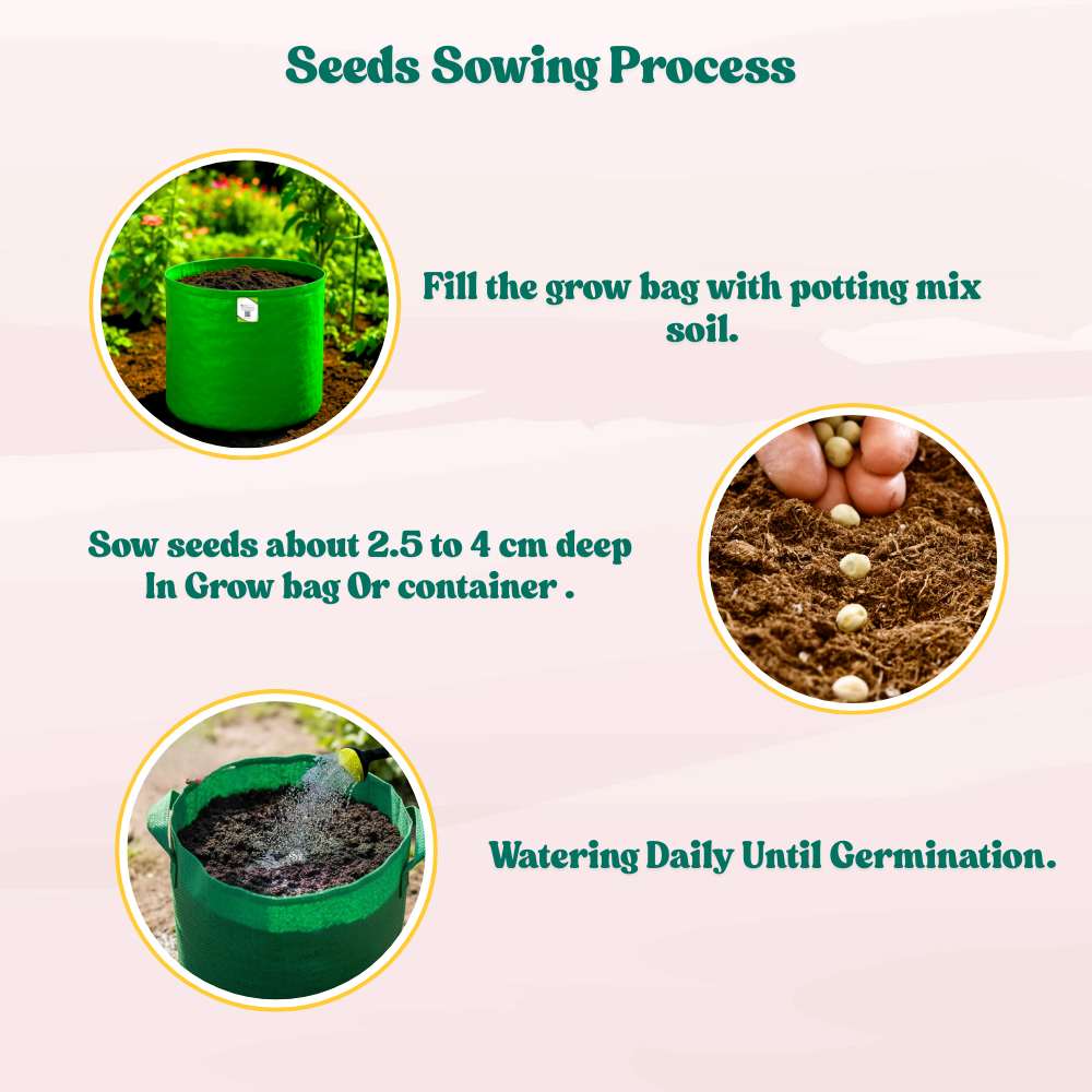 Sem Phali/ Dolichos Beans (Barahmasi) Seeds - 20 Seeds (सेम फली के बीज) Easy To grow, High Germination, High Yield Seeds for Home Gardening - Image 4