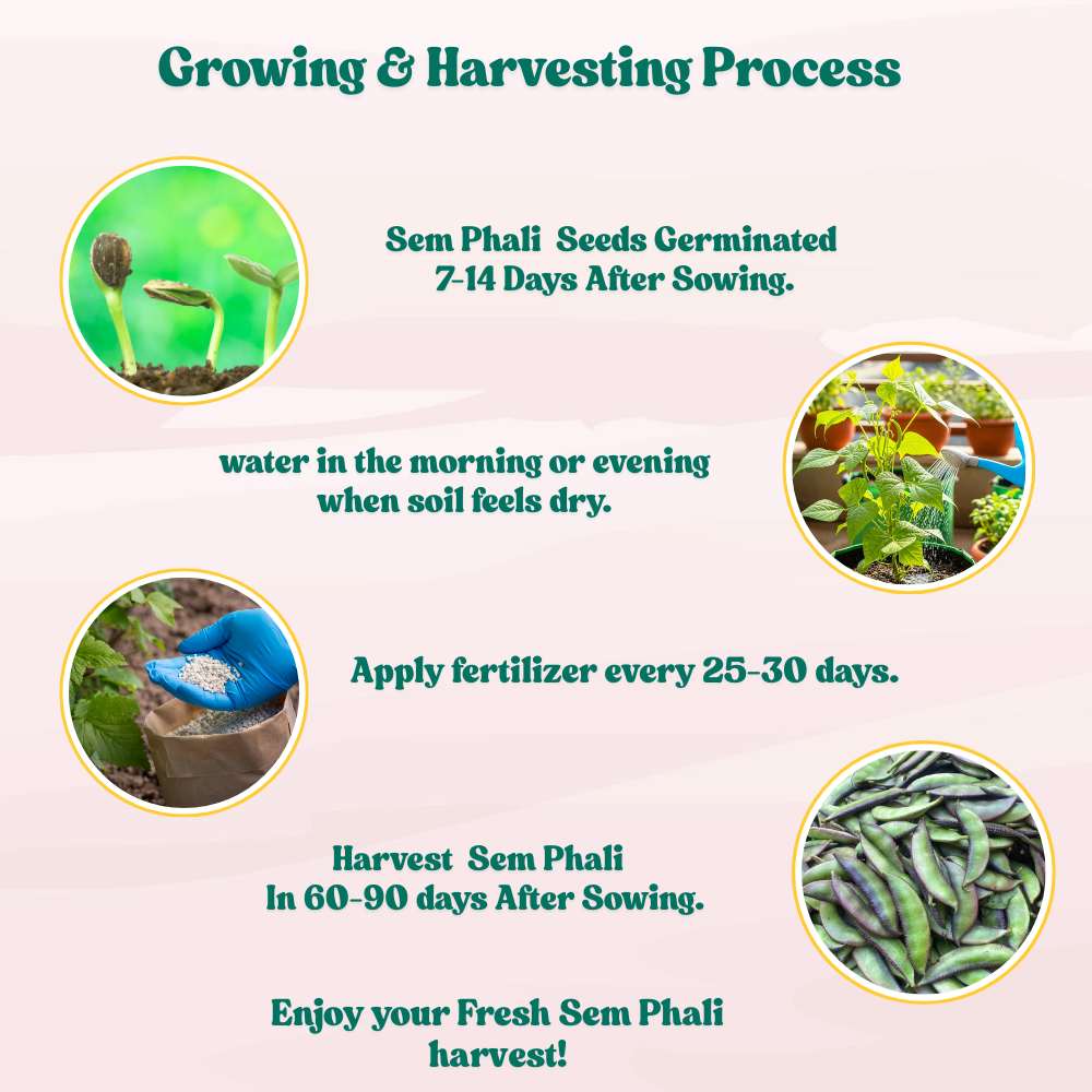Sem Phali/Lima Beans Seeds Bush Type - 20 Seeds (सेम फली के बीज) Easy To grow, High Germination, High Yield Seeds for Home Gardening - Image 6