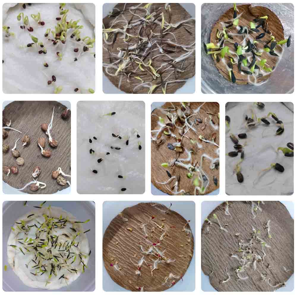 Set of 10 Summer Season Flowers Seed kit - Image 7