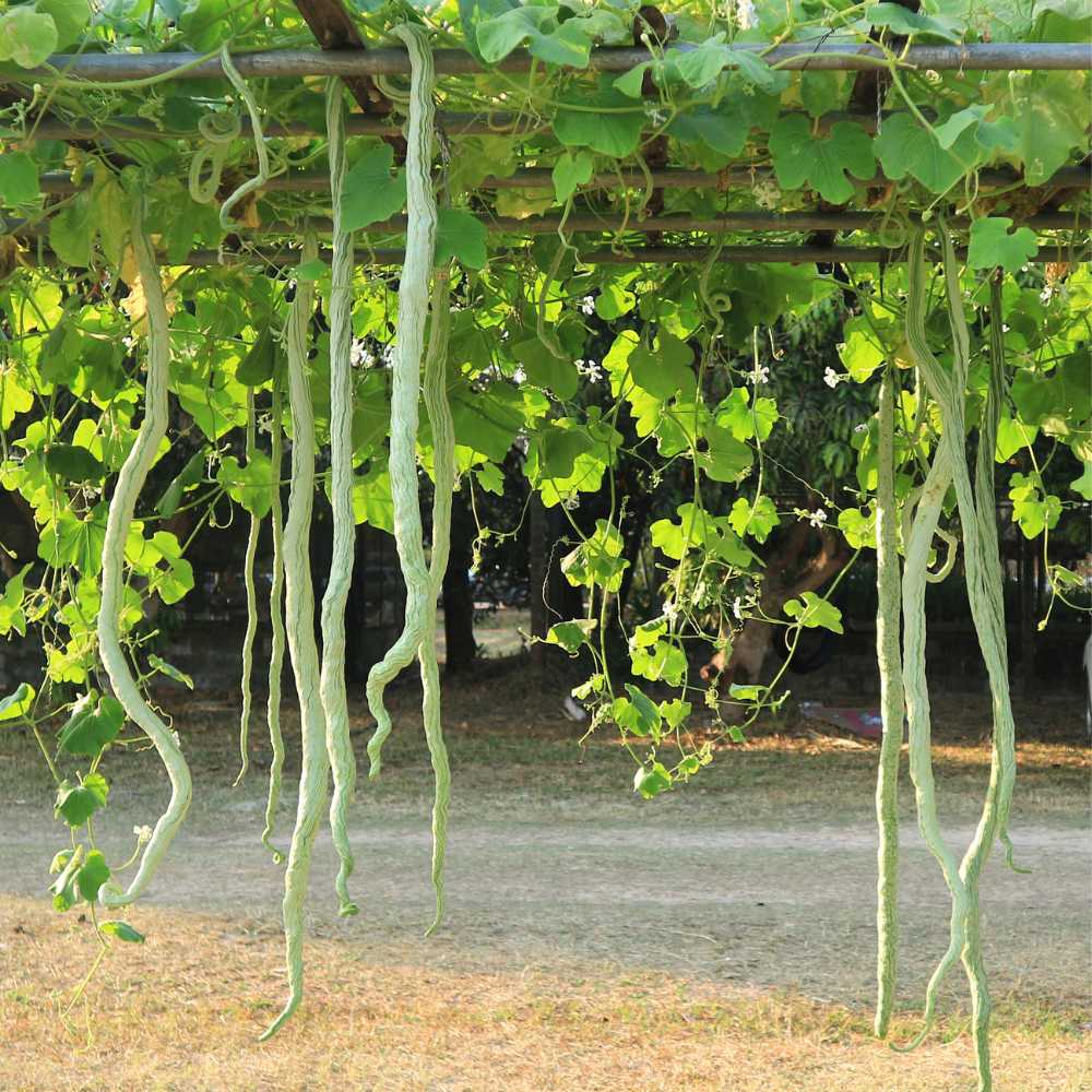 Snake Gourd Extra long Seeds - 10 Seeds (Chichinda/चिचिंडा के बीज) Easy To grow, High Germination, High Yield Snake Gourd Seeds for Terrace Gardening - Image 2