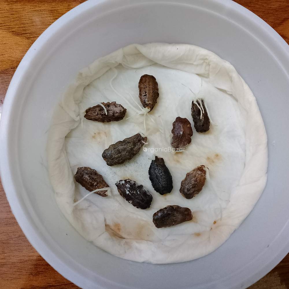 Snake Gourd Extra long Seeds - 10 Seeds (Chichinda/चिचिंडा के बीज) Easy To grow, High Germination, High Yield Snake Gourd Seeds for Terrace Gardening - Image 4