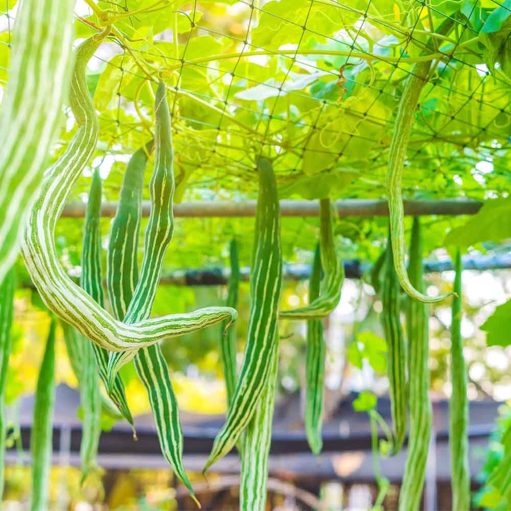 Snake Gourd (chichinda) Seeds - 10 Seeds (चिचिंडा के बीज) Easy To grow, High Germination, High Yield Snake Gourd Seeds for Terrace Gardening - Image 2