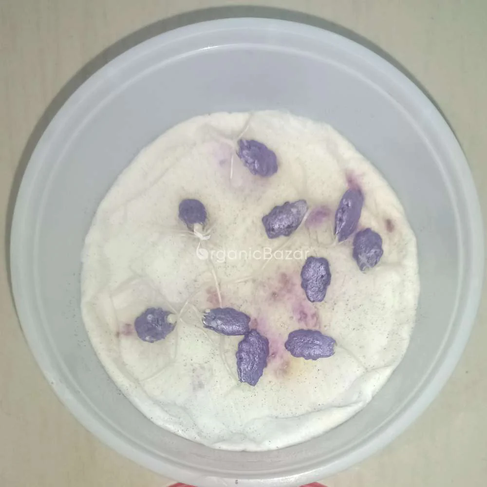 Snake Gourd (chichinda) Seeds - 10 Seeds (चिचिंडा के बीज) Easy To grow, High Germination, High Yield Snake Gourd Seeds for Terrace Gardening - Image 4