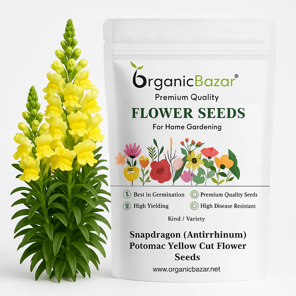 Top Seeds