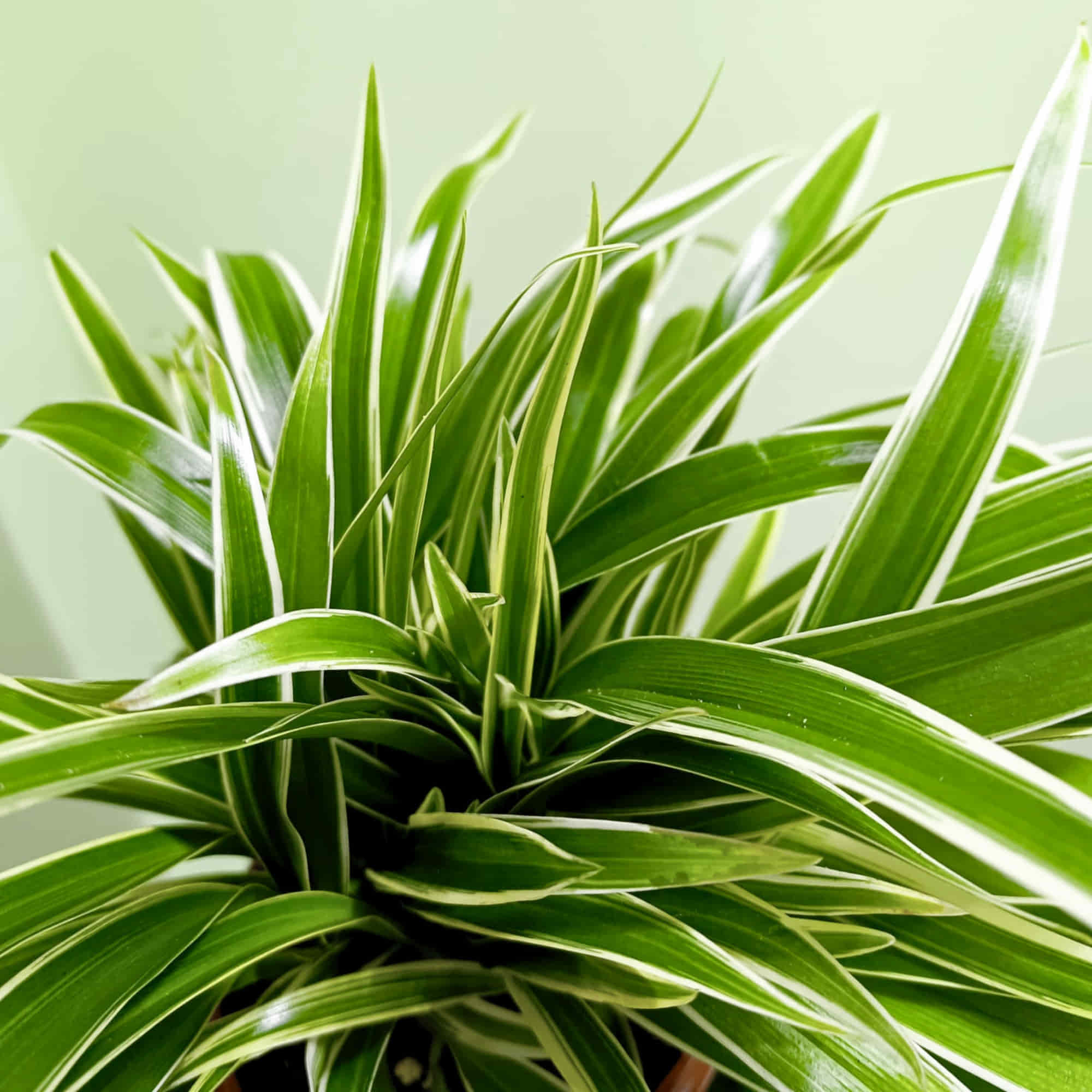 Spider Plant Chlorophytum Laxum Live Plant | Air Purifying Easy Care Indoor Plant | Ideal for Home & Office - Image 3