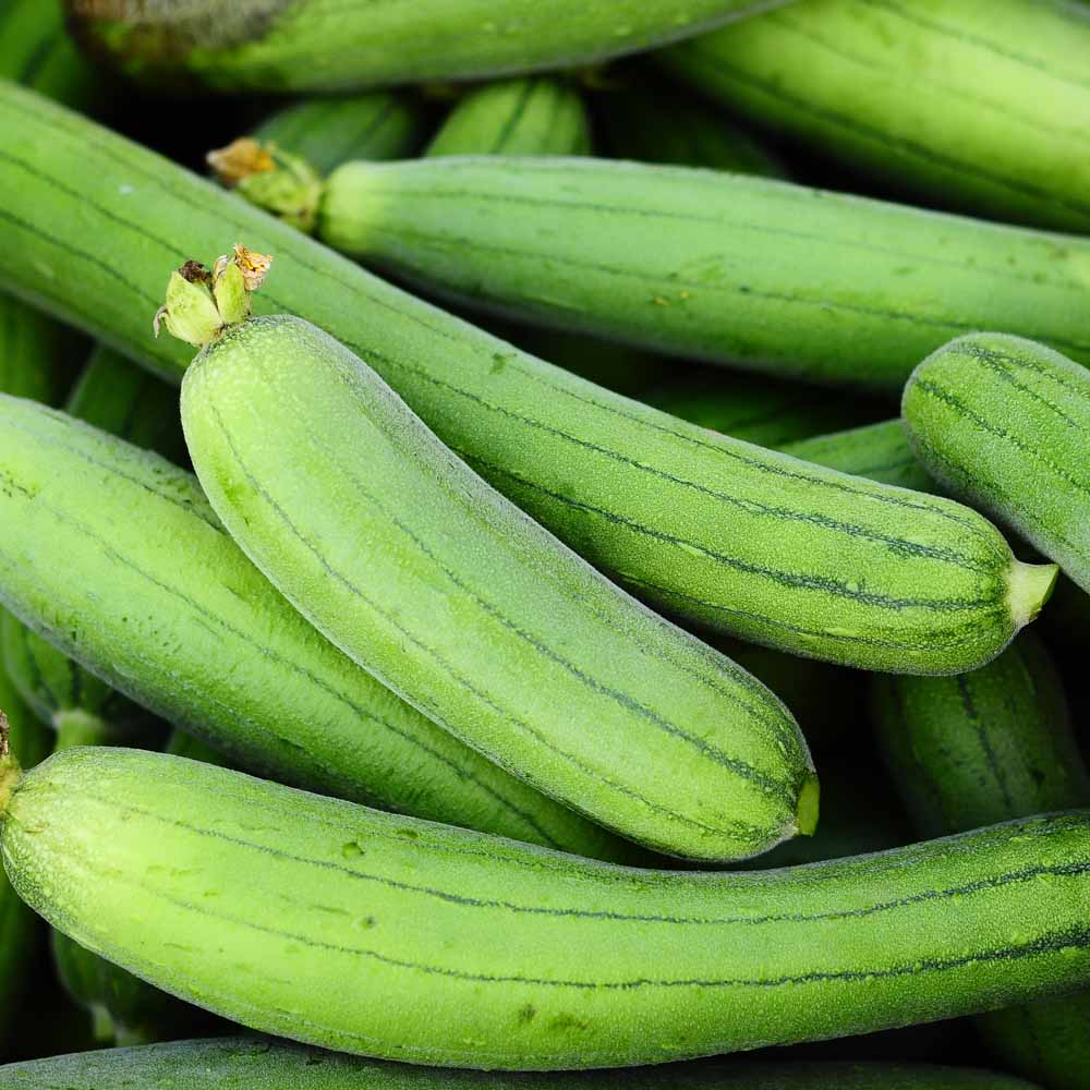 Sponge Gourd Light Green Seeds - 12 Seeds (Luffa/Gilki/गिलकी के बीज) Easy To grow, High Germination, High Yield Seeds for Home Gardening - Image 2