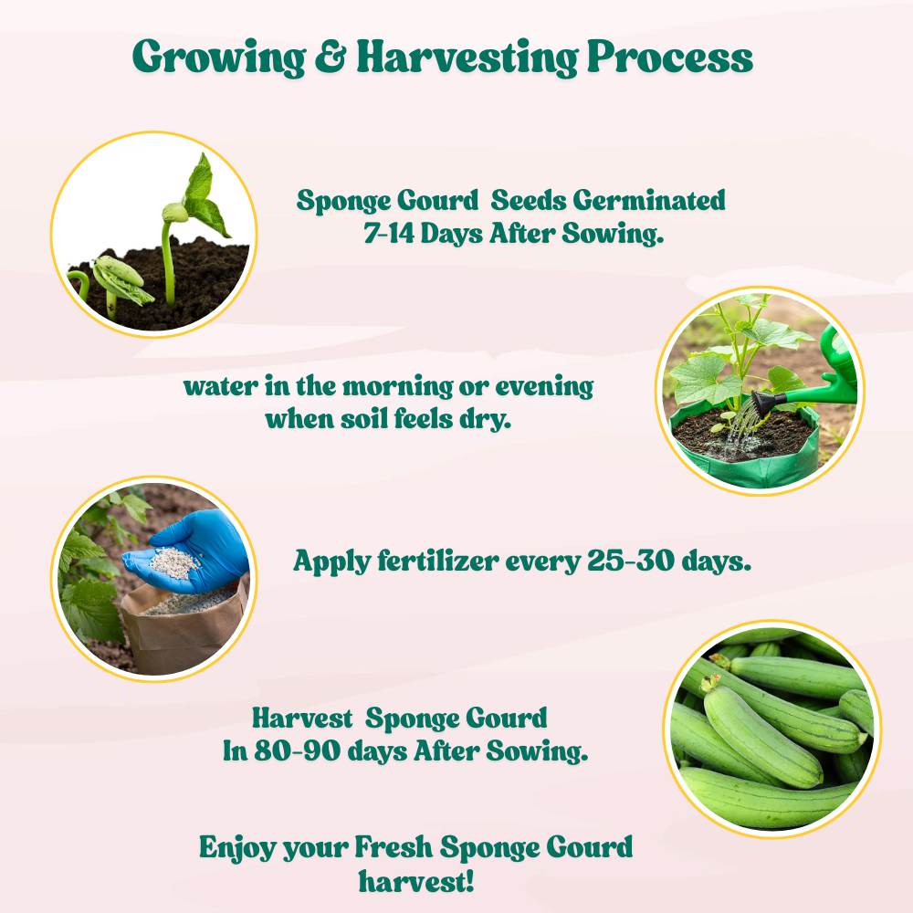 Sponge Gourd Light Green Seeds - 12 Seeds (Luffa/Gilki/गिलकी के बीज) Easy To grow, High Germination, High Yield Seeds for Home Gardening - Image 6