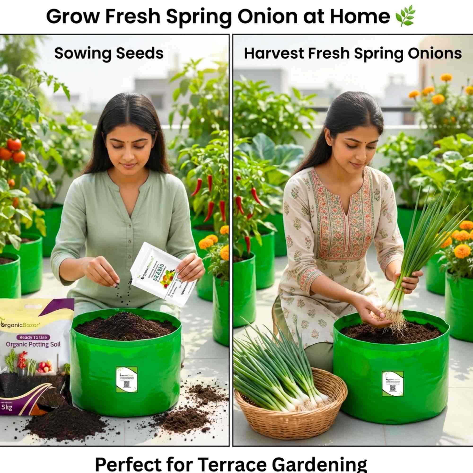 Spring Onion (Bunching Onion) Seeds - 500 Seeds ( Hari Pyaj/हरी प्याज के बीज) High Germination/Best Seeds for Terrace Gardening - Image 3