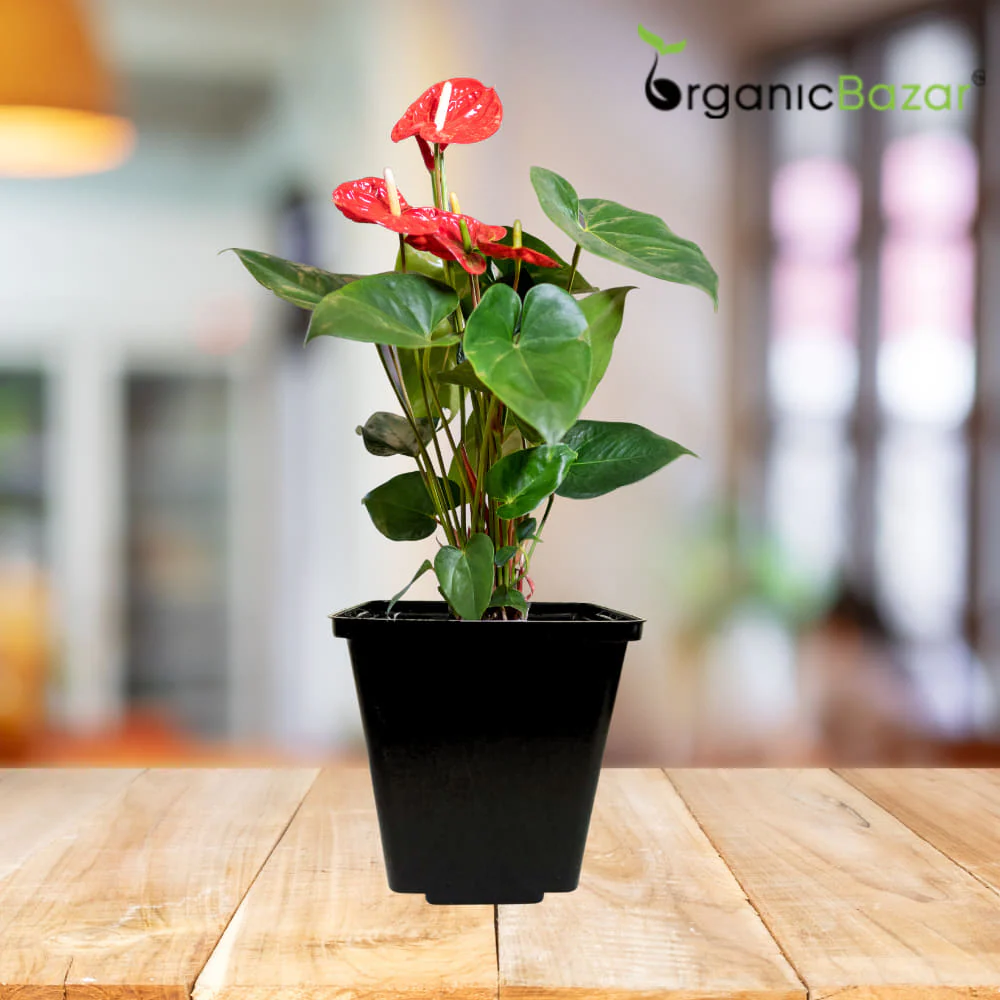 Square Nursery Pots for Seedlings (Black) - Image 3