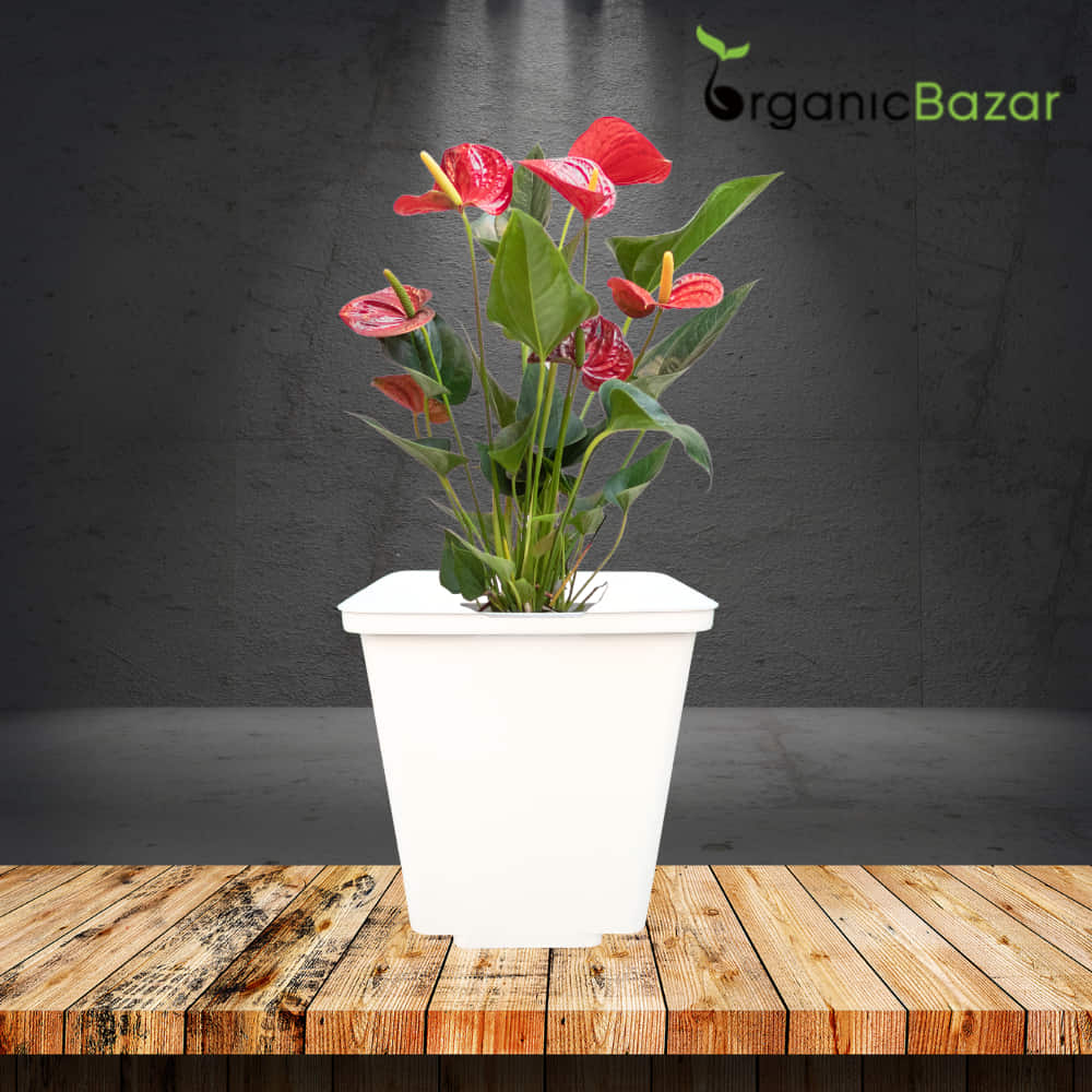 Square Nursery Pot for Seedlings (White) - Image 3
