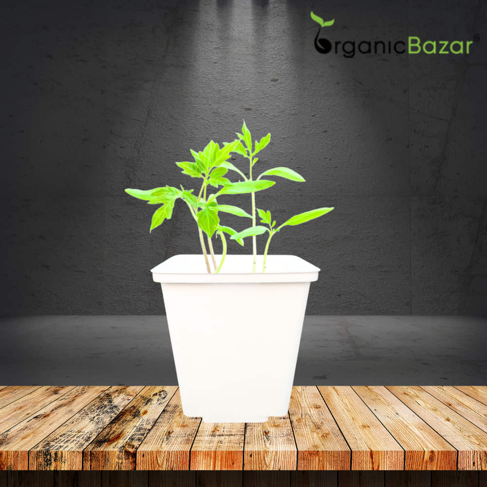 Square Nursery Pot for Seedlings (White) - Image 7