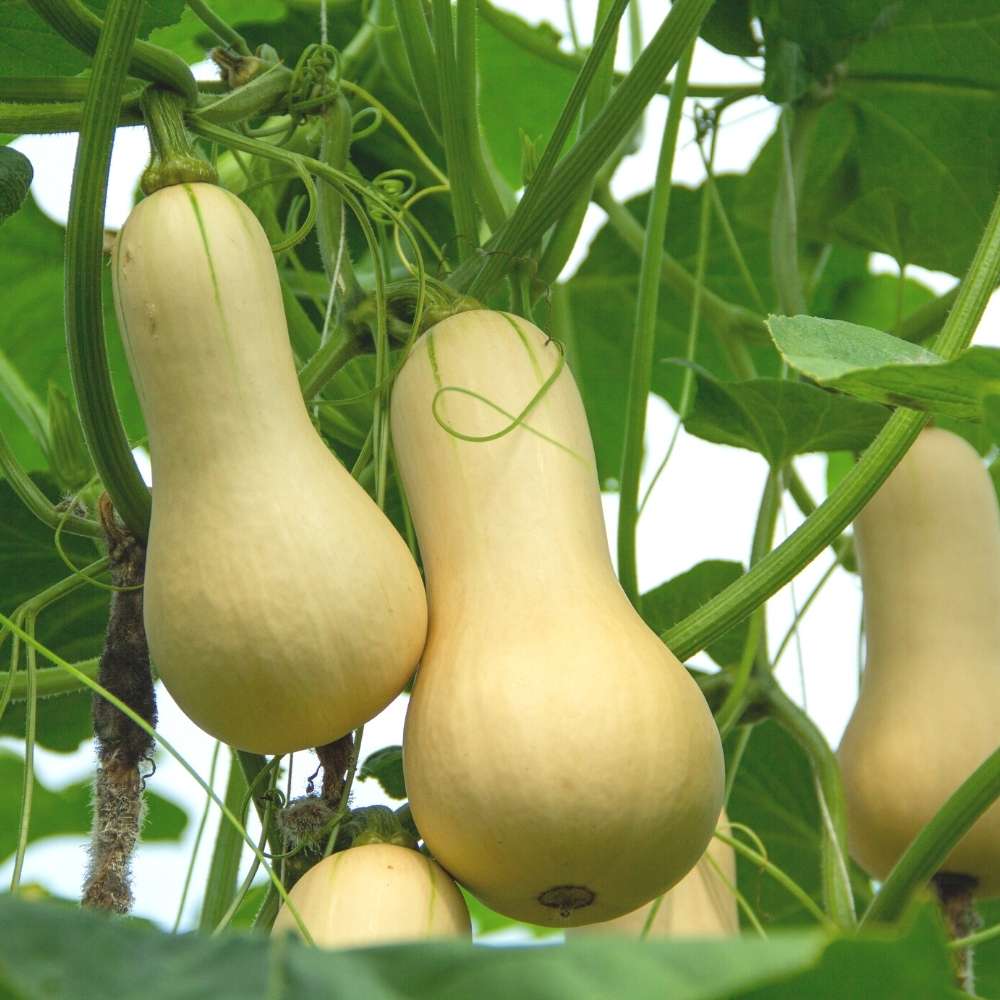 Squash Walthum Butternut Seeds - 10 Seeds (कद्बदू/बटरनट स्क्वैश के बीज) Easy To grow, High Germination, High Yield Seeds for Home Gardening - Image 2