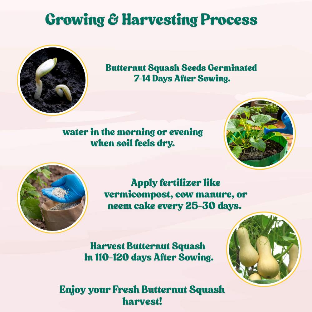 Squash Walthum Butternut Seeds - 10 Seeds (कद्बदू/बटरनट स्क्वैश के बीज) Easy To grow, High Germination, High Yield Seeds for Home Gardening - Image 6