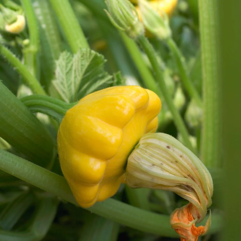 Squash Patty Pan Seeds - 10 Seeds (पैटीपैन स्क्वैश के बीज) Easy To grow, High Germination, High Yield Seeds for Home Gardening - Image 3