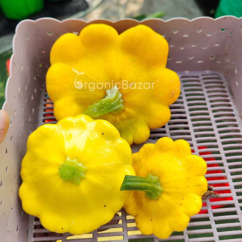 Squash Patty Pan Seeds - 10 Seeds (पैटीपैन स्क्वैश के बीज) Easy To grow, High Germination, High Yield Seeds for Home Gardening - Image 4