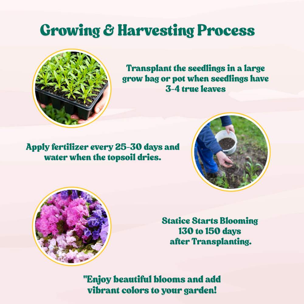 Statice Pacific Mix Seeds (50 Seeds) High Germination/ Easy To grow/ Perfect for pots, balconies, or Terrace gardens - Image 5