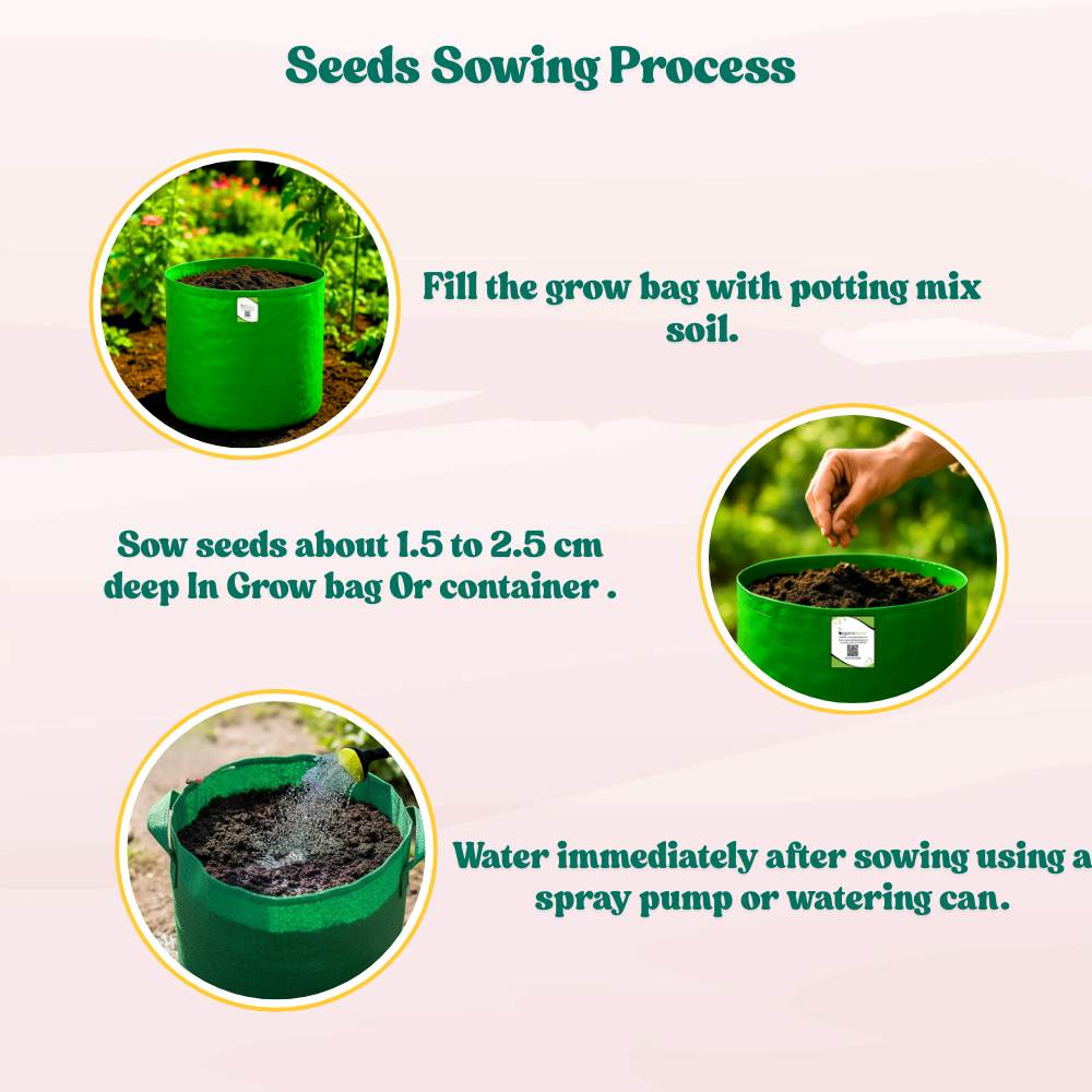 Summer Squash (Chappan Kaddu) Dark Green (15 Seeds) Easy To grow, High Germination, High Yield Seeds for Home Gardening - Image 6