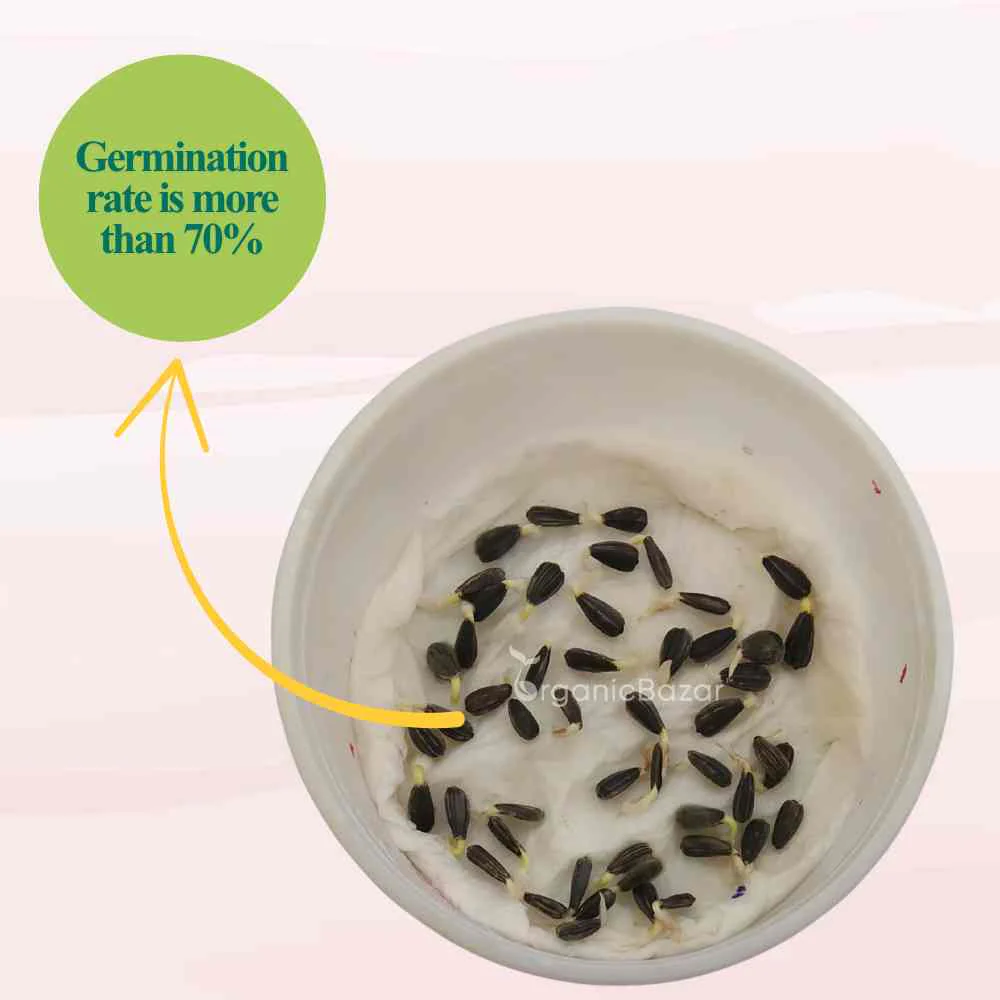 Sunflower Microgreen Seeds (25g Seeds) - Image 4