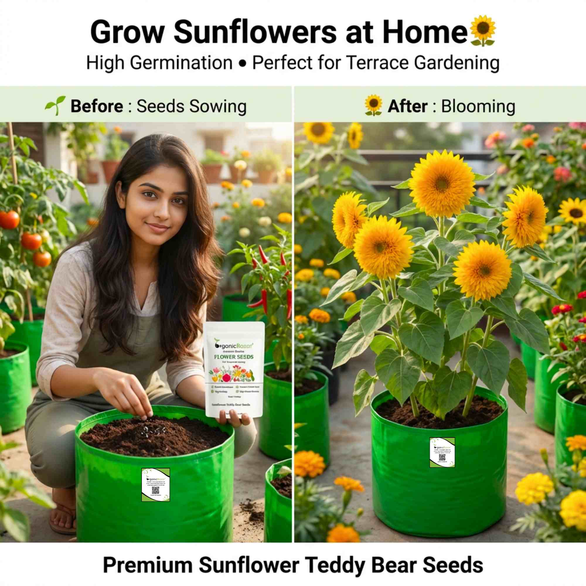 Sunflower Teddy Bear Seeds - 20 Seeds (Surajmukhi/सूरजमुखी के बीज) High Germination/ Easy To grow/ Perfect For Terrace gardening - Image 2