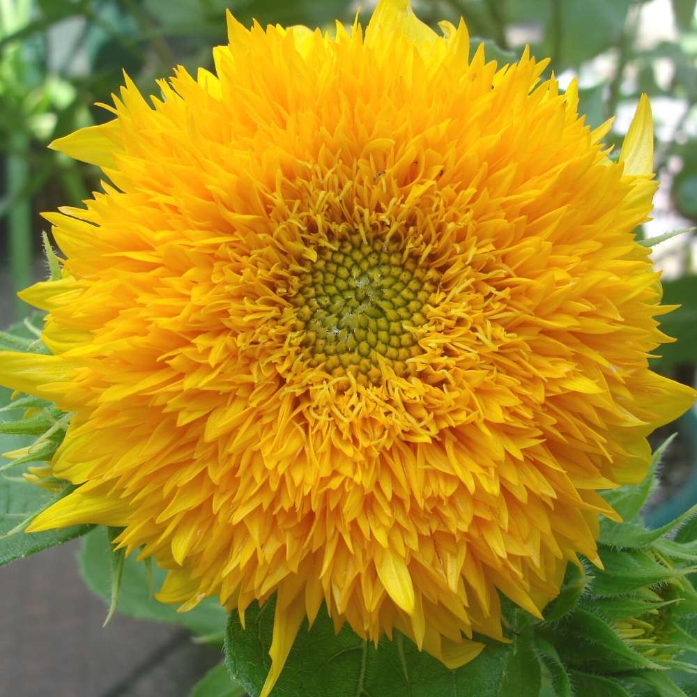 Sunflower Teddy Bear Seeds - 20 Seeds (Surajmukhi/सूरजमुखी के बीज) High Germination/ Easy To grow/ Perfect For Terrace gardening - Image 3