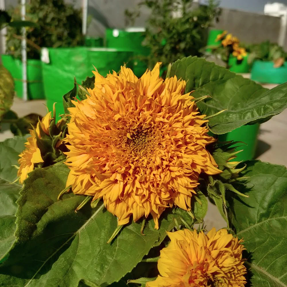 Sunflower Teddy Bear Seeds - 20 Seeds (Surajmukhi/सूरजमुखी के बीज) High Germination/ Easy To grow/ Perfect For Terrace gardening - Image 4