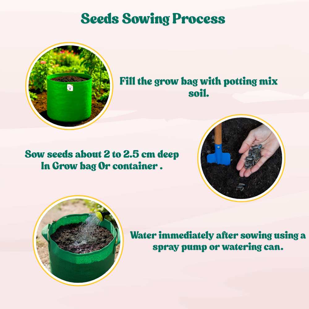 Sunflower Teddy Bear Seeds - 20 Seeds (Surajmukhi/सूरजमुखी के बीज) High Germination/ Easy To grow/ Perfect For Terrace gardening - Image 7