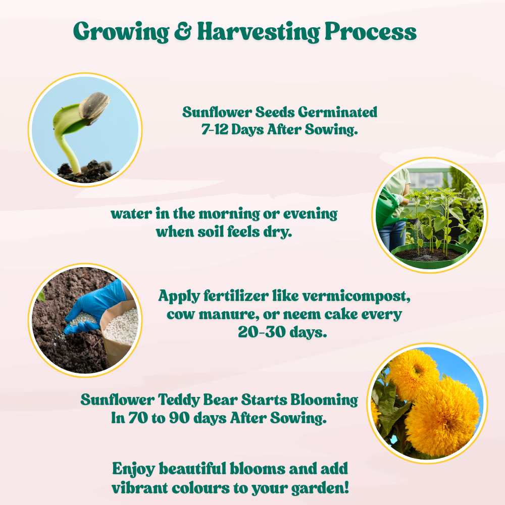 Sunflower Teddy Bear Seeds - 20 Seeds (Surajmukhi/सूरजमुखी के बीज) High Germination/ Easy To grow/ Perfect For Terrace gardening - Image 8