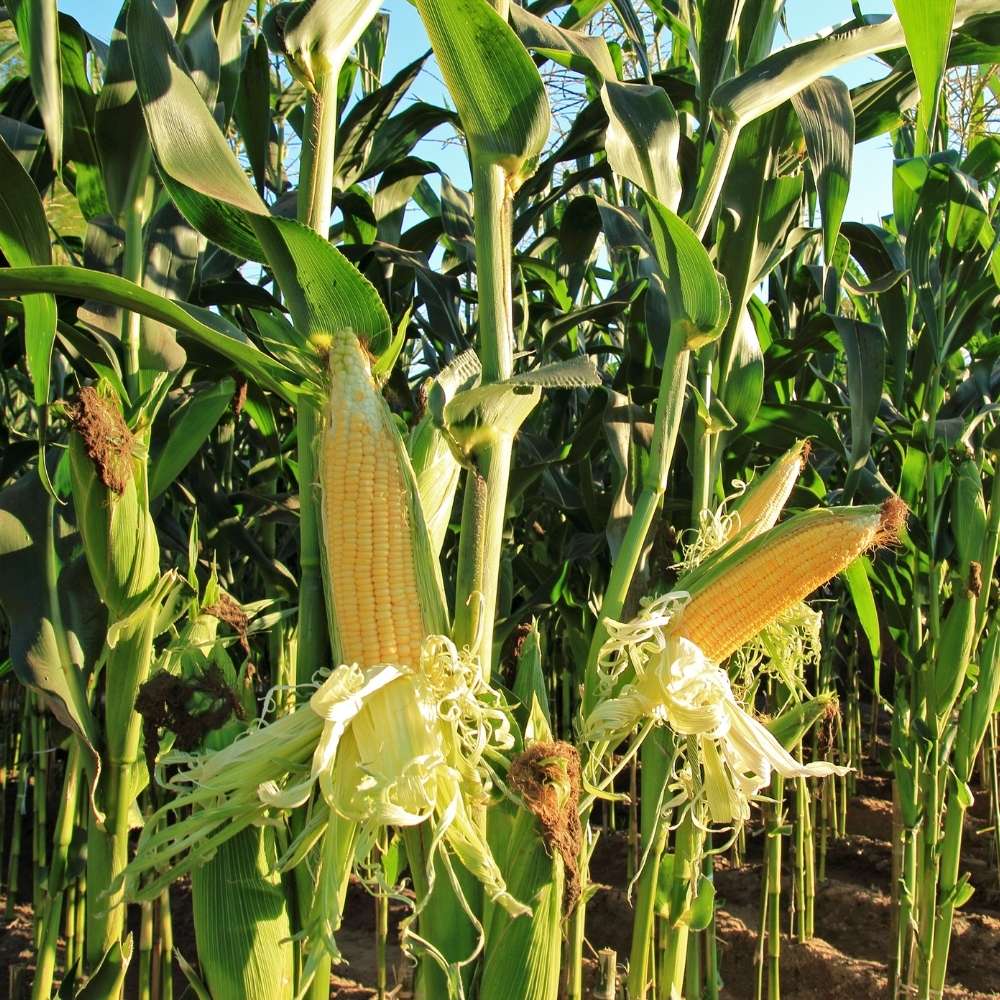 Sweet Corn (Makka) Seeds - 50 Seeds (मक्का के बीज) High Germination, Easy to Grow, Premium Quality Sweet Corn Seeds for Kitchen Gardening - Image 5