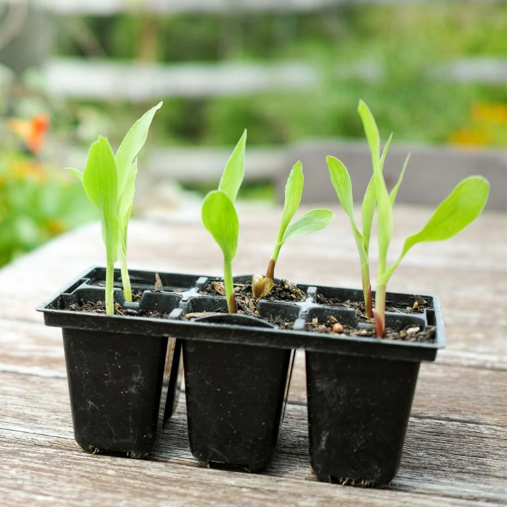 Sweet Corn (Makka) Seeds - 50 Seeds (मक्का के बीज) High Germination, Easy to Grow, Premium Quality Sweet Corn Seeds for Kitchen Gardening - Image 6