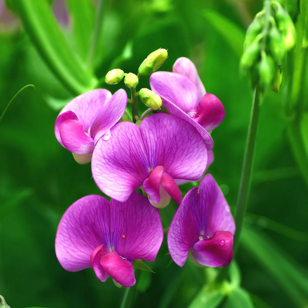 Sweet Peas Seeds (40 Seeds) High Germination/ Easy To grow/ Perfect for pots, balconies, or Terrace gardens - Image 2