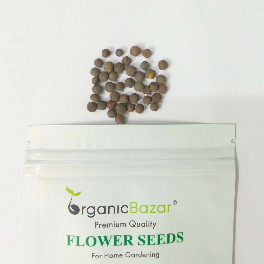 Sweet Peas Seeds (40 Seeds) High Germination/ Easy To grow/ Perfect for pots, balconies, or Terrace gardens - Image 3