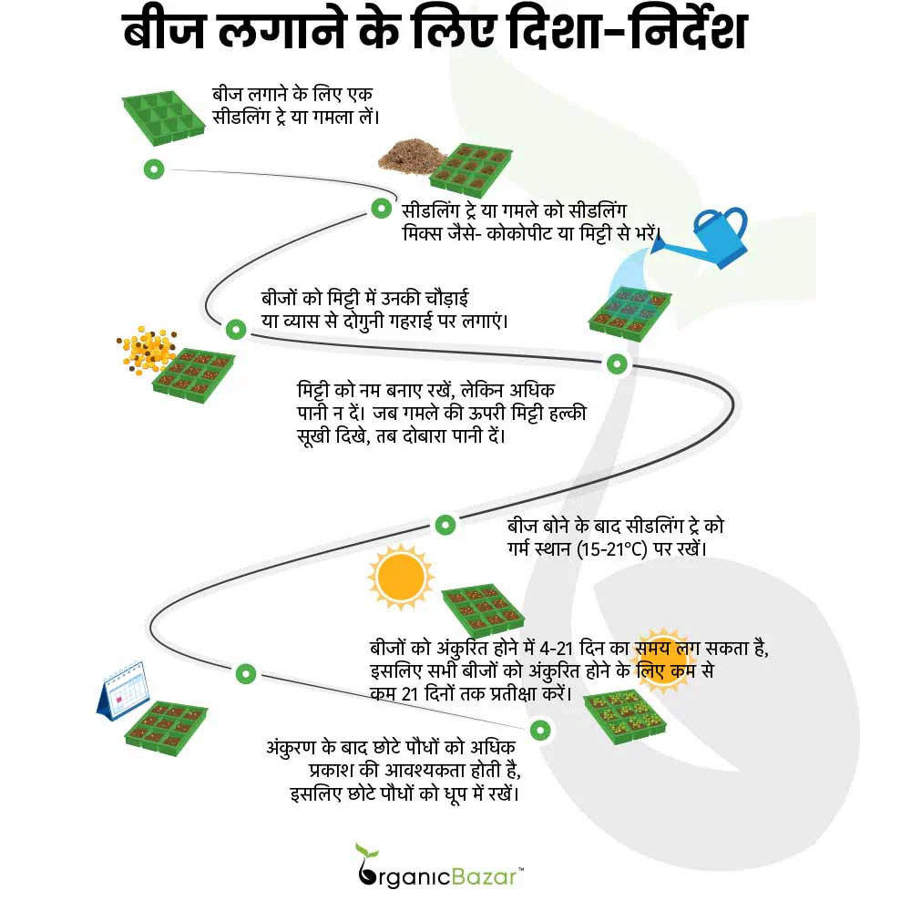 Sweet Sultan Seeds (200 Seeds) - Image 6
