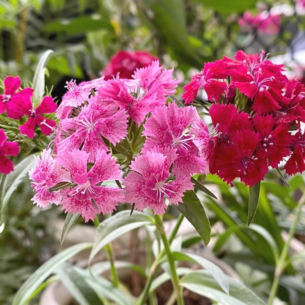 Sweet William Wee Willie Mix Seeds (200 Seeds) High Germination/ Easy To grow/ Perfect for pots, balconies, or Terrace gardens - Image 2