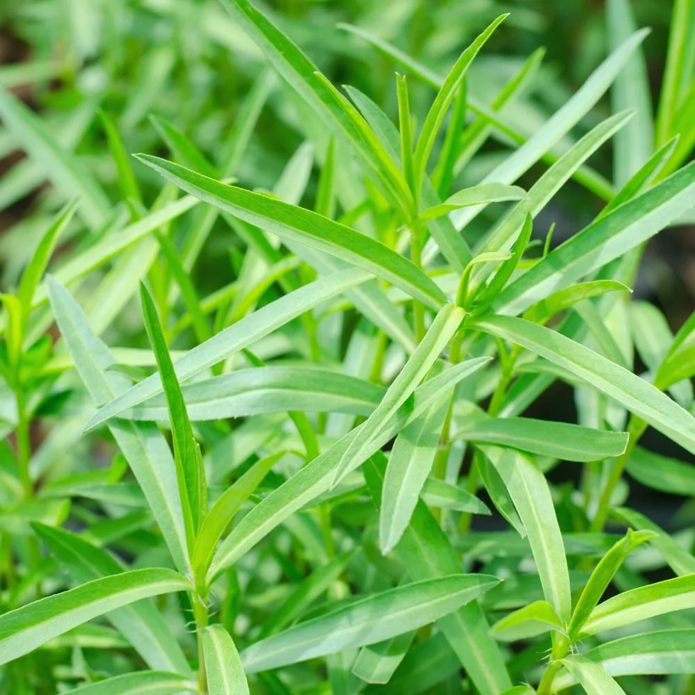 Tarragon Seeds (500 Seeds) - Image 2