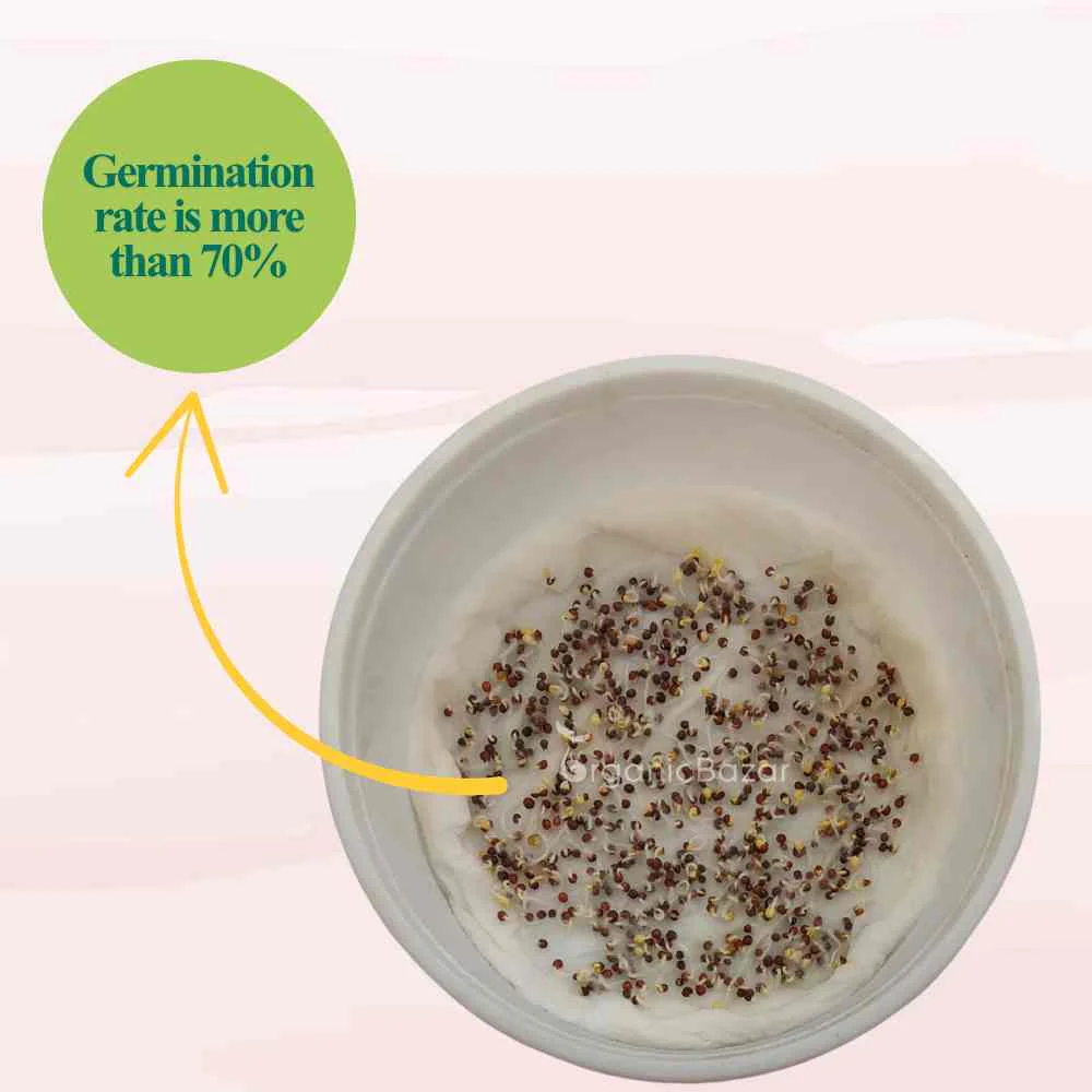 Tatsoi Green Microgreen Seeds (5g Seeds) - Image 4