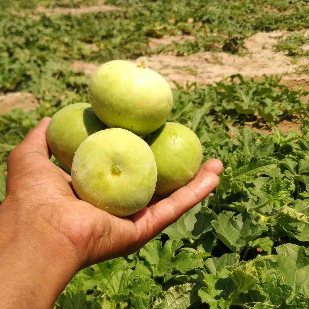 Tinda (Apple gourds) Seeds - 30 Seeds (टिंडा के बीज) High Germination/ Easy to Grow/ Ideal for Terrace/Kitchen Gardening  98 reviews - Image 2