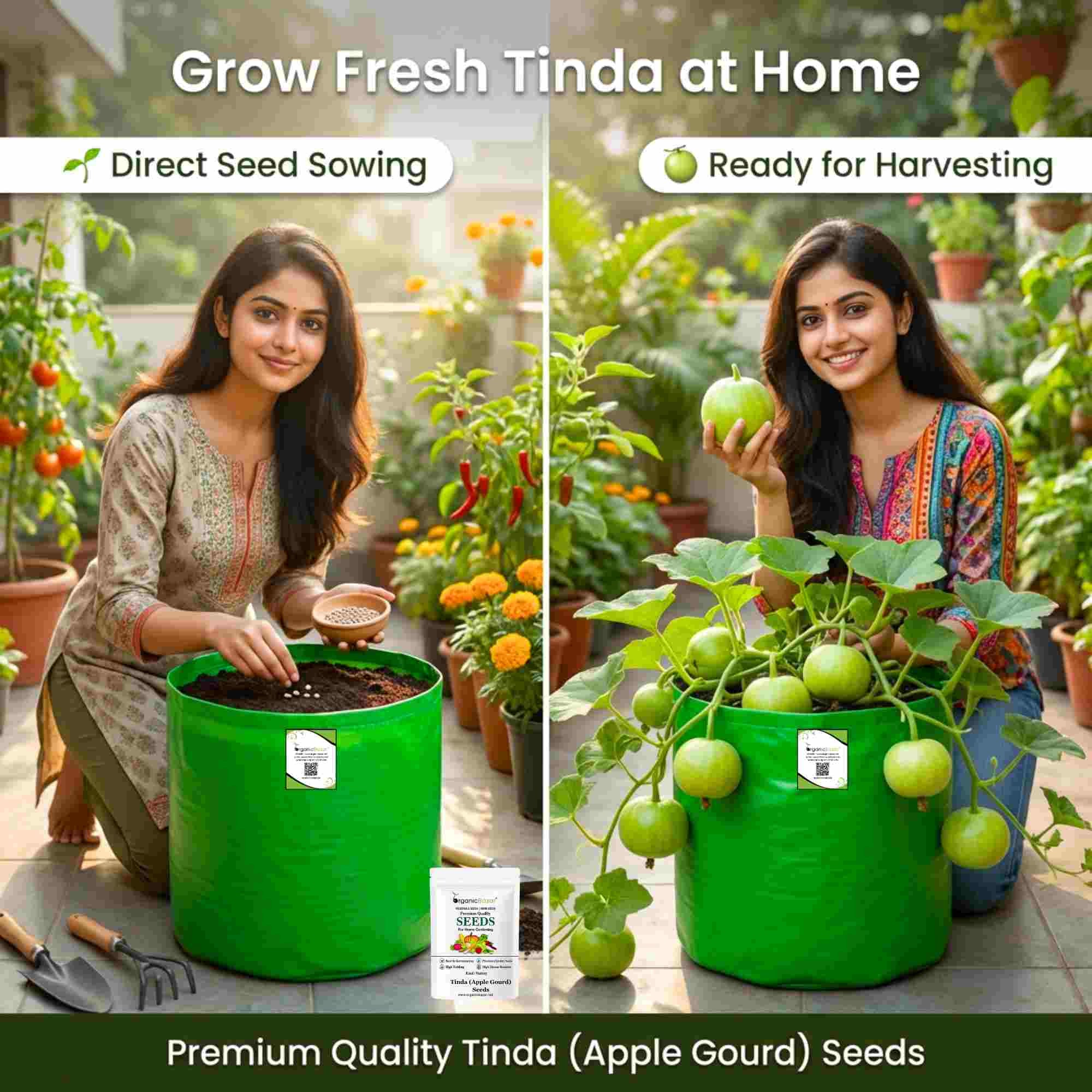 Tinda (Apple gourds) Seeds - 30 Seeds (टिंडा के बीज) High Germination/ Easy to Grow/ Ideal for Terrace/Kitchen Gardening  98 reviews - Image 4