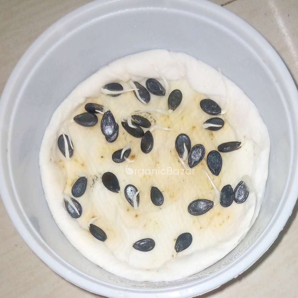 Tinda (Apple gourds) Seeds - 30 Seeds (टिंडा के बीज) High Germination/ Easy to Grow/ Ideal for Terrace/Kitchen Gardening  98 reviews - Image 6