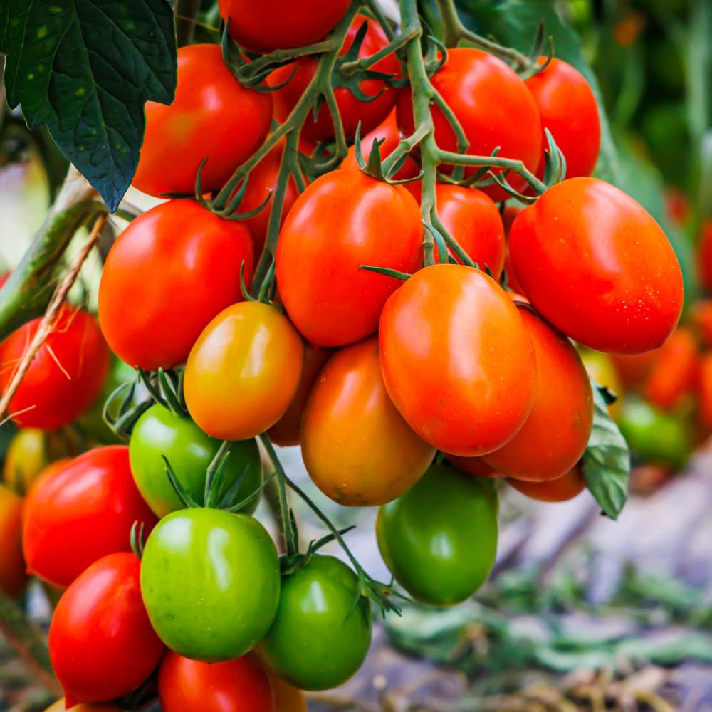 Tomato Oval Red Seeds - 50 Seeds (Tamatar/टमाटर के बीज) High Germination/ Easy to Grow/ Ideal for Terrace/Kitchen Gardening - Image 2