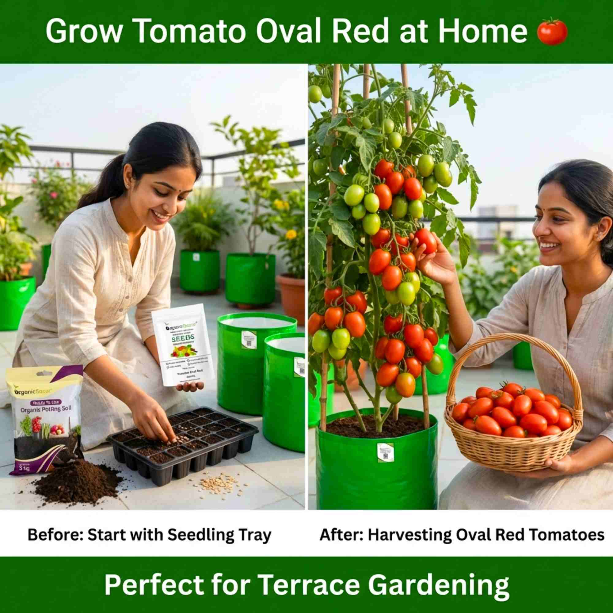 Tomato Oval Red Seeds - 50 Seeds (Tamatar/टमाटर के बीज) High Germination/ Easy to Grow/ Ideal for Terrace/Kitchen Gardening - Image 3