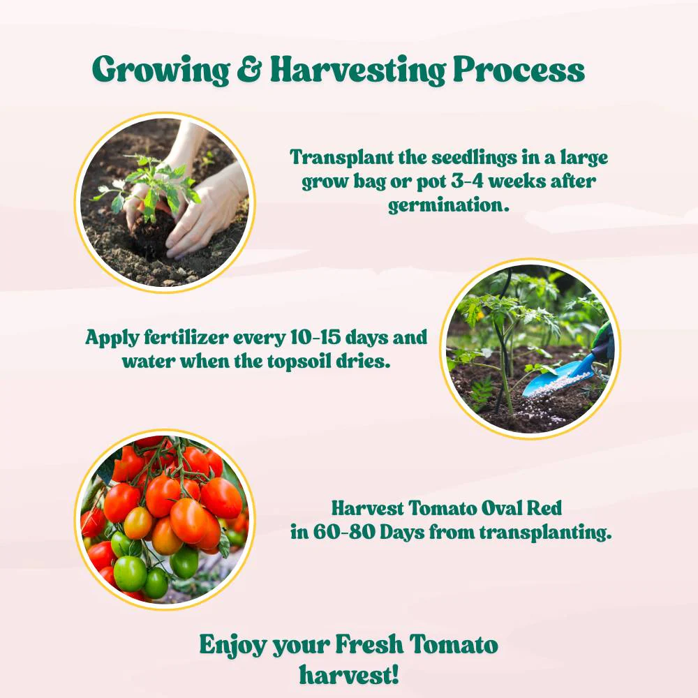 Tomato Oval Red Seeds - 50 Seeds (Tamatar/टमाटर के बीज) High Germination/ Easy to Grow/ Ideal for Terrace/Kitchen Gardening - Image 7