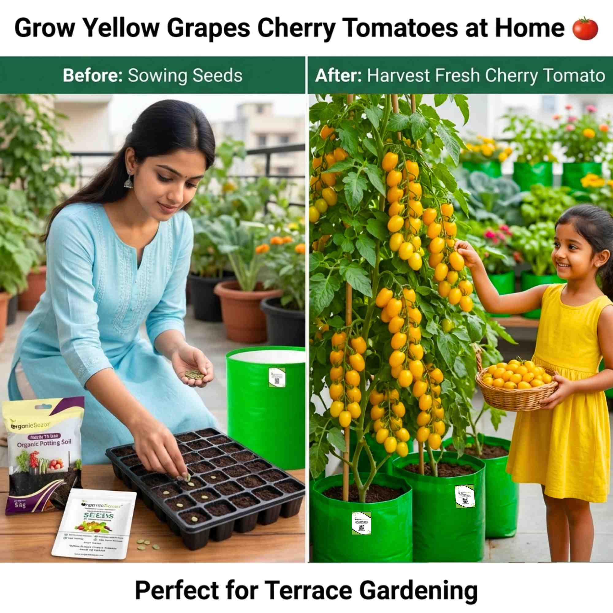 Yellow Grapes Cherry Tomato Seeds (F1 Hybrid)  - 30 Seeds (Tamatar/टमाटर के बीज) High Germination/ Easy to Grow/ Ideal for Terrace/Kitchen Gardening - Image 2