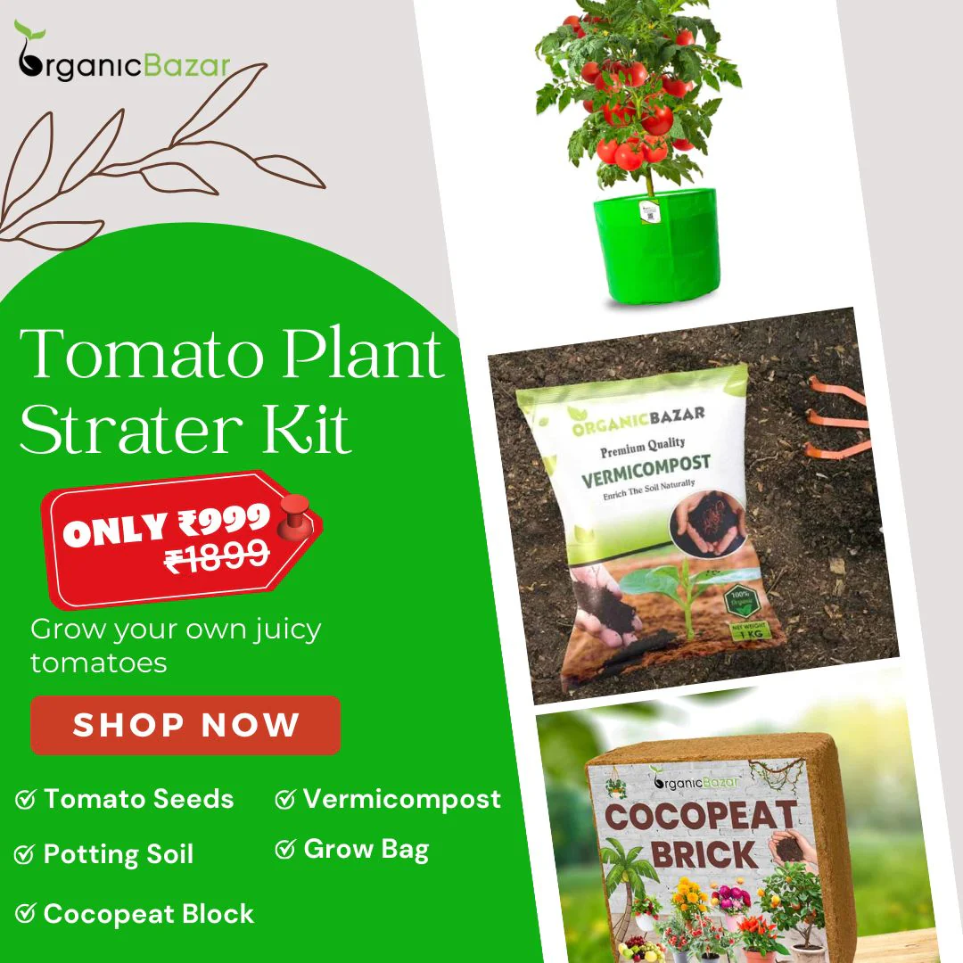 Tomatoes Growing Kit for beginners Grow Your Own Tomatoes - Perfect for Beginners - Image 3
