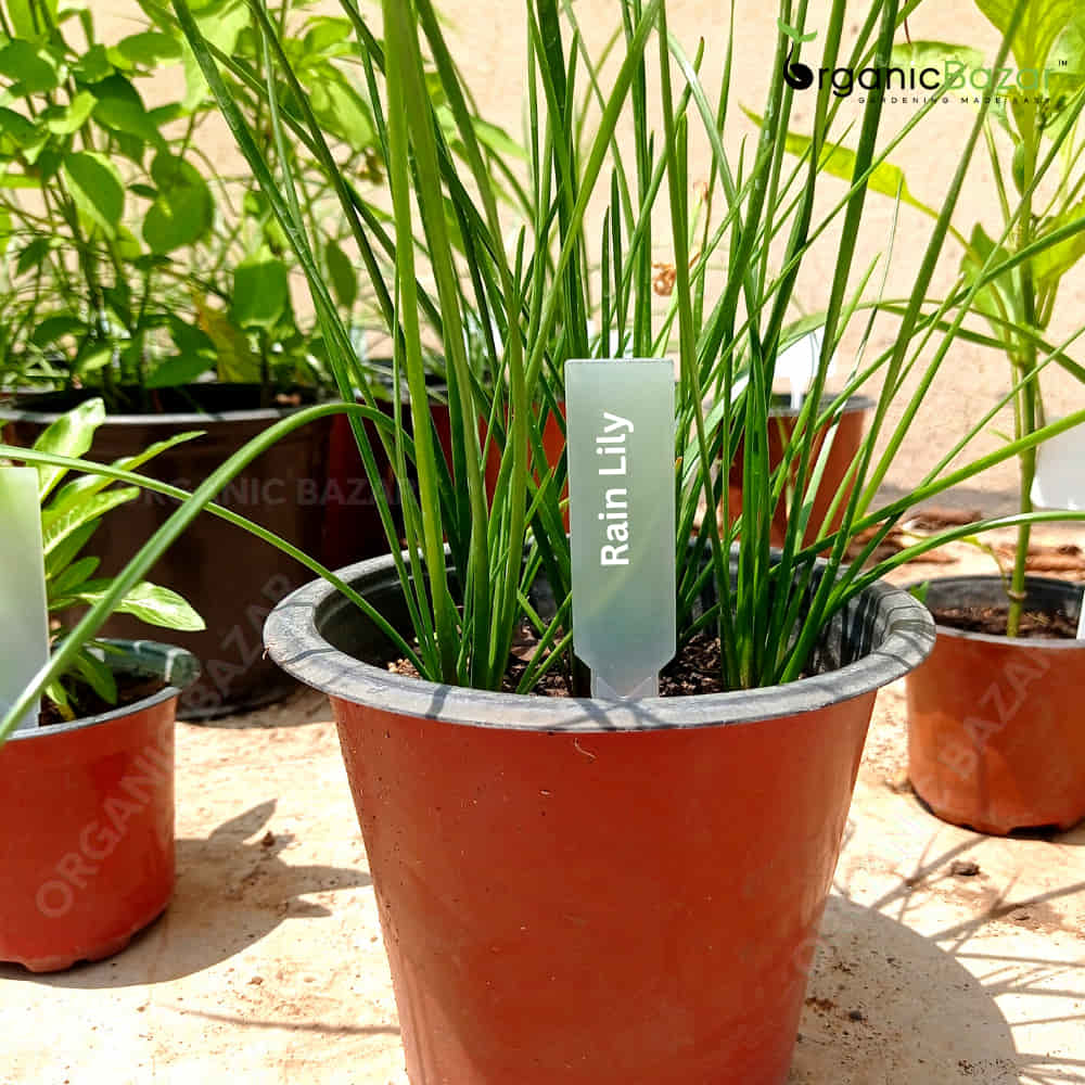 Transparent Arrow shape Plant Tag Marker label for Home Gardening - Image 4