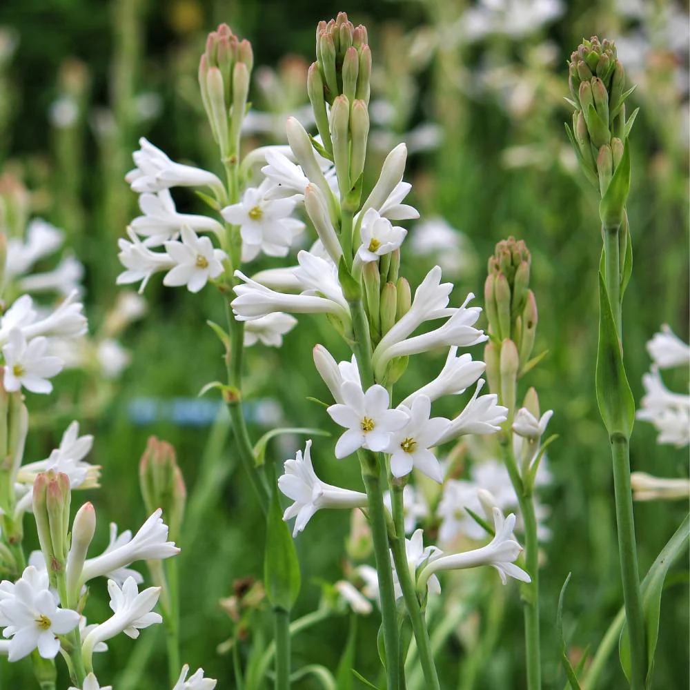 Tuberose White Flower Bulbs (रजनीगंधा/Rajnigandha) - Image 2