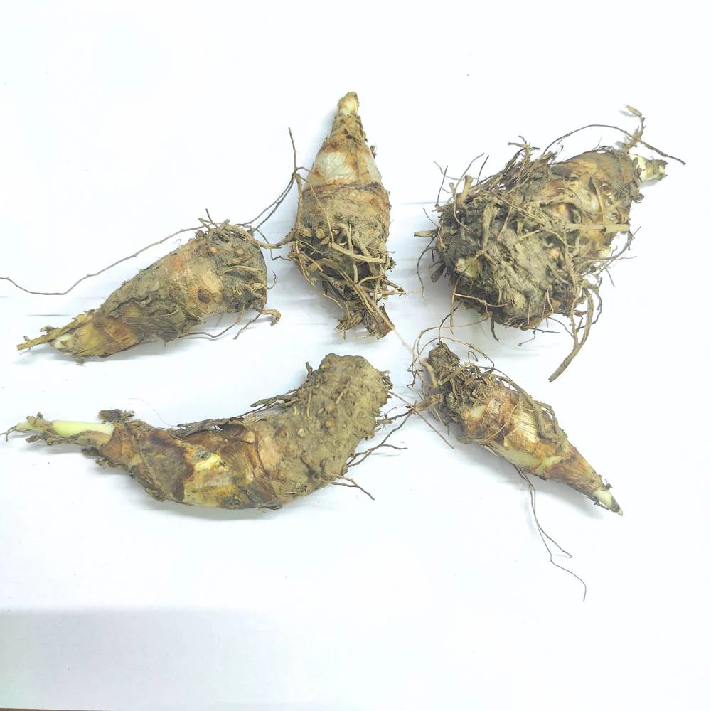 Tuberose White Flower Bulbs (रजनीगंधा/Rajnigandha) - Image 3