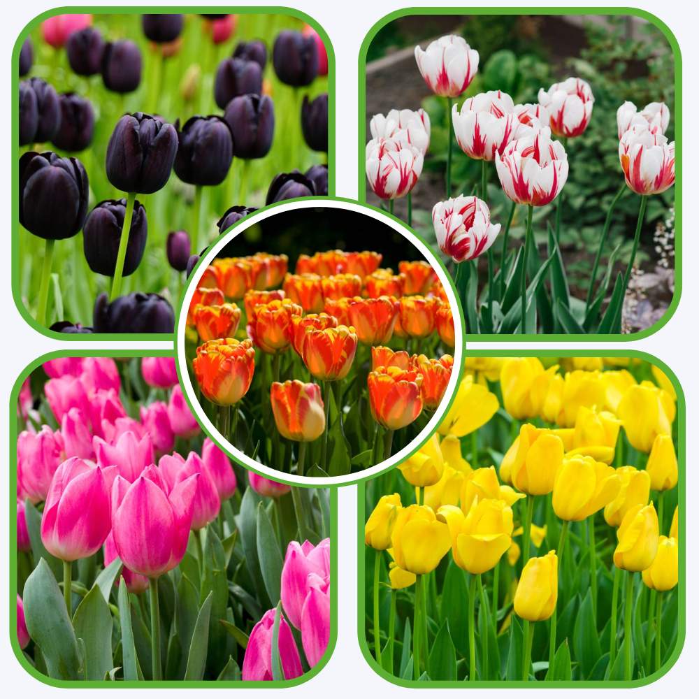 Tulip Mixed Color Flower Bulbs (05 bulbs) - Image 3