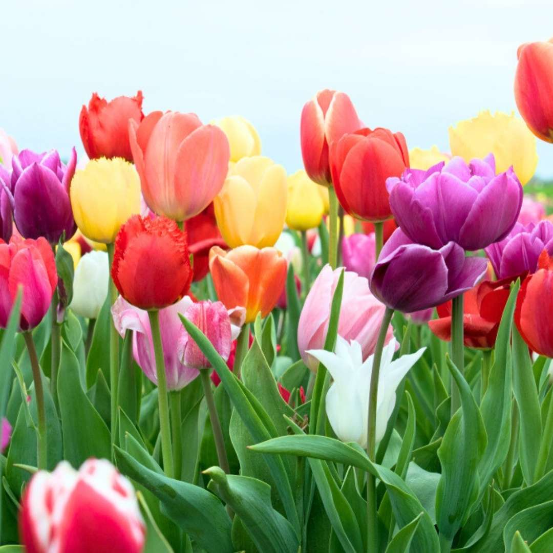 Tulip Mixed Color Flower Bulbs (05 bulbs) - Image 4