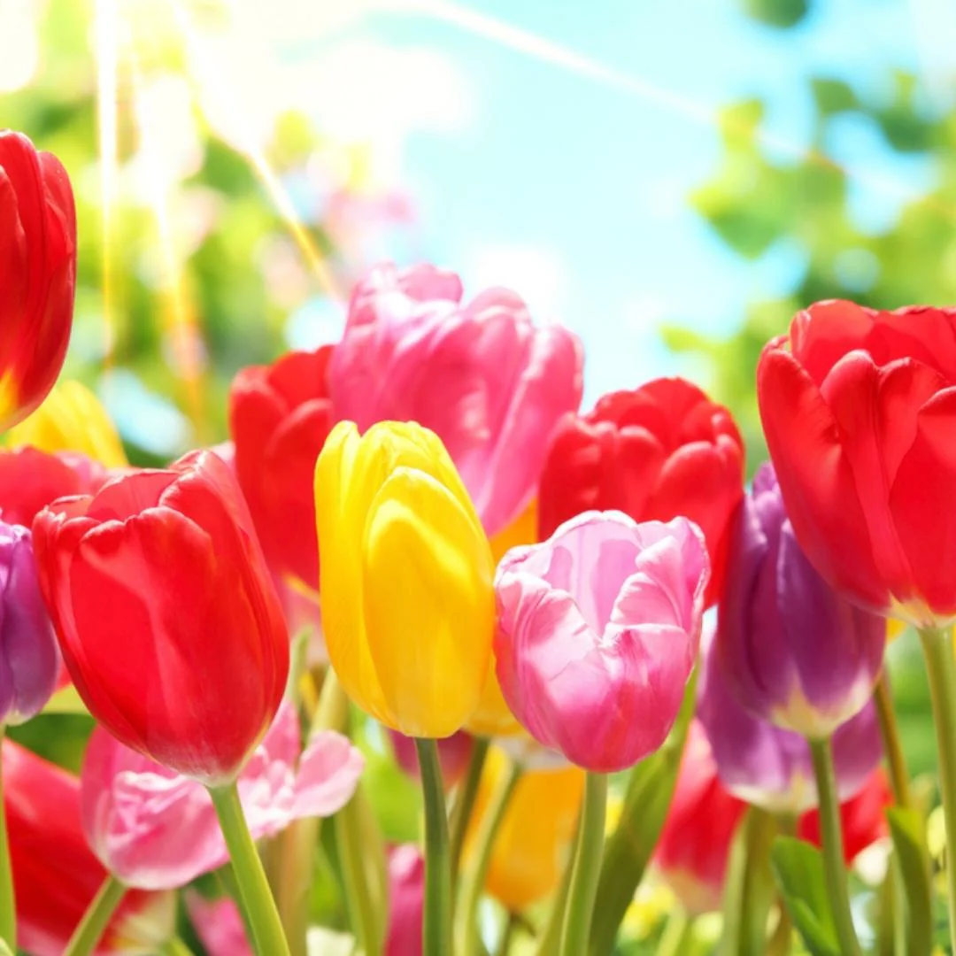 Tulip Mixed Color Flower Bulbs (05 bulbs) - Image 5